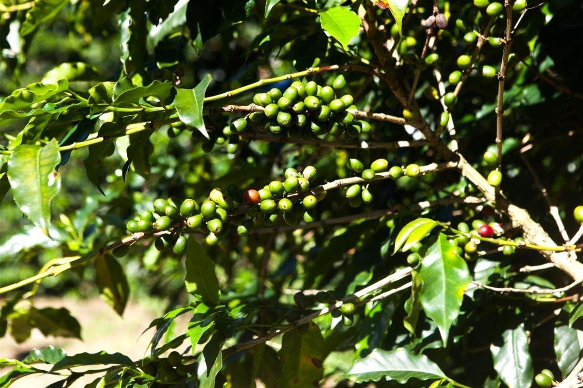 Recanto Dos Cafezais Bueno Brandão Dış mekan fotoğraf