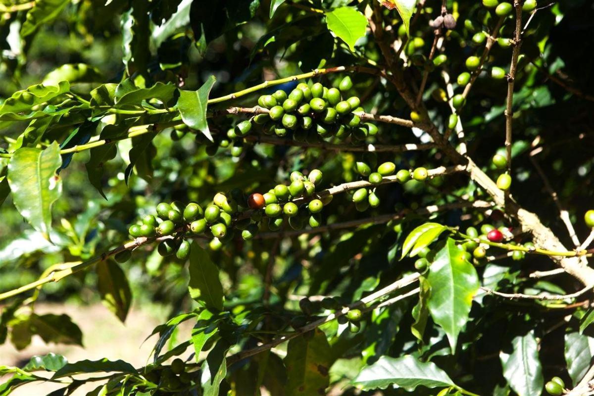 Recanto Dos Cafezais Villa Bueno Brandão Dış mekan fotoğraf